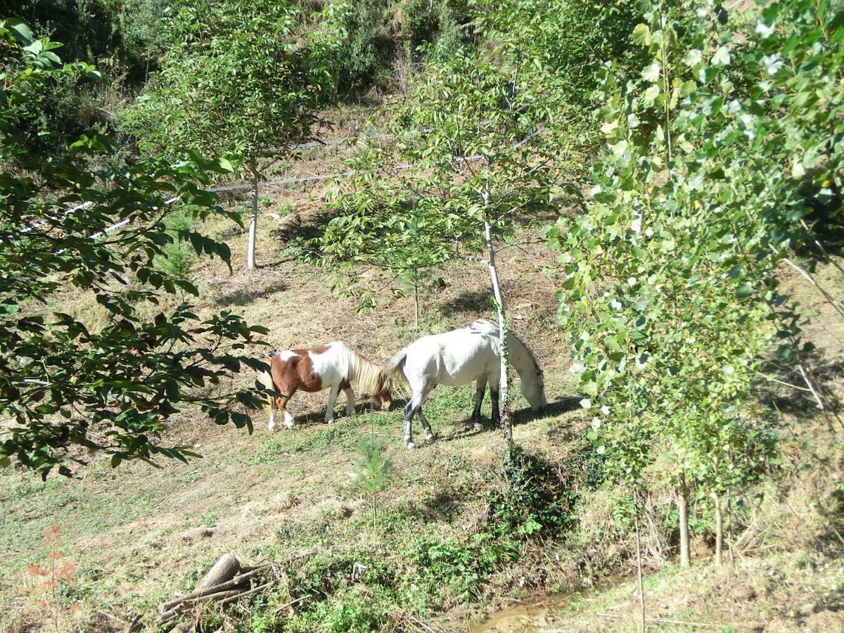 Apartamento En Pleno Montseny Mas Romeu Turisme Rural Arbúcies Εξωτερικό φωτογραφία